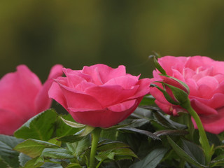 Plant of roses in a garden