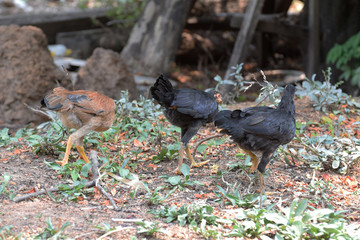 Three chickens are feeding for natural food, natural chicken raising