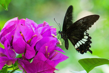 Common Mormon - Papilio polytes, beautiful large black butterfly from Southeast Asian meadows and woodlands, Malaysia.