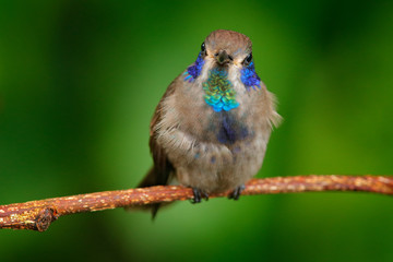 Hummingbirds Brown Violet-ear, sitting on the branch, nice flowered green background. Birds in the nature habitat, wild Costa Rica. Bird with blue  cheeks. Wildlife scene from Ecuador. Bird in nature.
