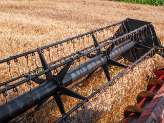 Wheat harvesting in the summer. Red harvester working in the field. Golden ripe wheat harvest...