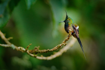 Birdwatching in South America. Wire-crested thorntail, Discosura popelairii, hummingbird from Colombia, Ecuador and Peru. Beautiful bird with crest, siting in the green tropic forest, Sumaco, Ecuador.