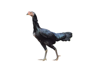 Black hen on white background, Burmese breed cock fighting, can fight a variety of forms