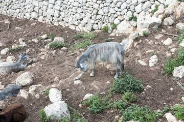 Goats grazing in Sicily