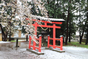 Fototapeta na wymiar 久伊豆神社の鳥居とソメイヨシノ（サクラ）の花が雪景色に映える様