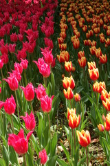 tulip garden (咲き誇るチューリップ)