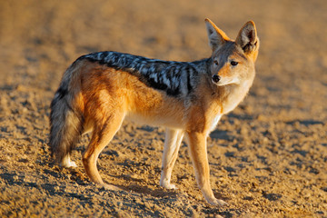 Jackal hunting birds near the waterhole, Polentswa, Botswana in Africa.  Beautiful wildlife scene from Africa with nice sun light. Jackal catch and evening sunlight.