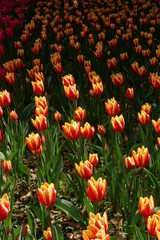 Orange and yellow tulip garden/Light and shadow (咲き誇るチューリップ/光と影)