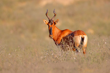 Hartebeest in the grass, Namibia in Africa. Red , Alcelaphus buselaphus caama, detail portrait of big brown African mammal in nature habitat. Sassaby, in green vegetation.