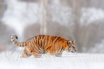 Fototapeta na wymiar Siberian tiger, Panthera tigris altaica. Action wildlife scene with dangerous animal. Cold winter in taiga, Russia. Snowflakes with wild cat. Tiger in wild winter nature, running in the snow.