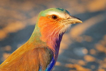 Lilac-breasted roller, Coracias caudatus, head with blue sky. Pink and blue animal. Evening sunset with bird on the tree. Beautiful African bird, close-up portrait. Detail portrait of beautiful bird.