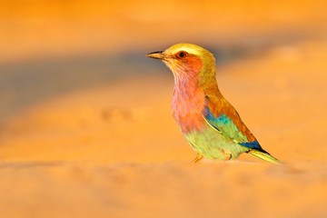 Lilac-breasted roller, Coracias caudatus, head with blue sky. Pink and blue animal. Evening sunset with bird on the tree. Beautiful African bird, close-up portrait. Detail portrait of beautiful bird.