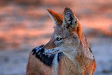 Jackal hunting birds near the waterhole, Polentswa, Botswana in Africa.   Beautiful wildlife scene from Africa with nice sun light. Jackal and evening sunlight. Black-Backed Jackal, Canis mesomelas.
