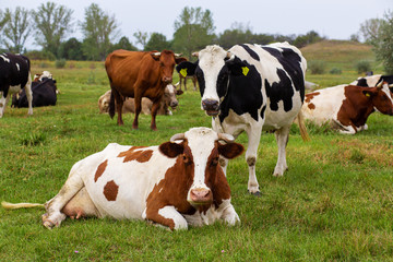Naklejka na ściany i meble Rural cows graze on a green meadow. Rural life. Animals. agricultural country