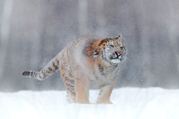 Snow shake of, tiger dust of in winter. Tiger in wild winter nature, running in the snow. Action...