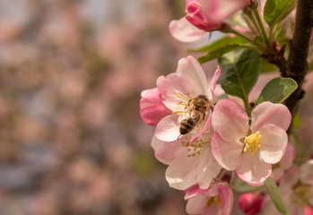 Naklejka na ściany i meble Bees continue to work on the front line among the blooming apple blossoms while people are isolated in their homes during corona virus outbreak. 