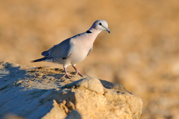 Ring-necked dove, Streptopelia capicola, also known as the Cape turtle dove, Kgalagadi, South Africa. Bird from African sand desert, Botswana.