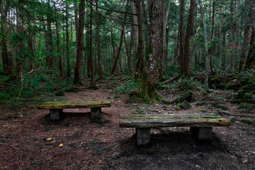 Aokigahara Forest. Suicide forest in the Mount Fuji region, Japan