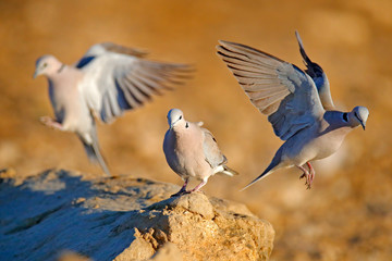 Ring-necked dove, Streptopelia capicola, also known as the Cape turtle dove, Kgalagadi, South Africa. Bird from African sand desert, Botswana.