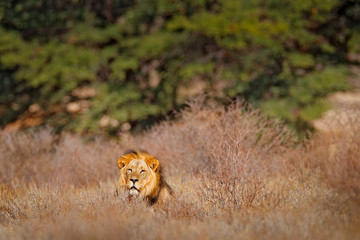 African lion. Kgalagadi black mane lion. African danger animal, Panthera leo, detail of big, Botswana, Africa. Cats in nature habitat. Wild cat in the desert habitat, sunny evening hot day.
