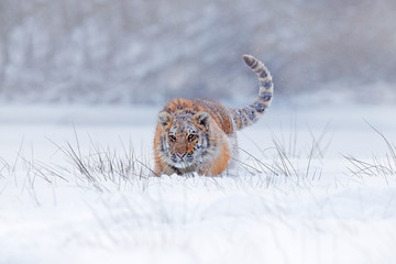 Fototapeta premium Tiger snow run in wild winter nature. Siberian tiger, Panthera tigris altaica. Action wildlife scene with dangerous animal. Cold winter in taiga, Russia. Snow flakes with wild Amur cat.