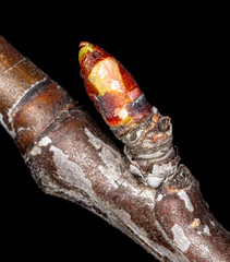 The bud opens on a tree branch.