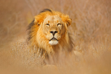 African lion. Kgalagadi black mane lion. African danger animal, Panthera leo, detail of big, Botswana, Africa. Cats in nature habitat. Wild cat in the desert habitat, sunny evening hot day.