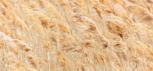 The reeds on the lake.
