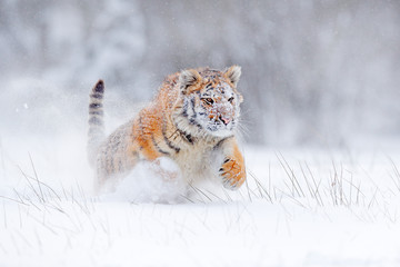 Tiger snow run in wild winter nature. Siberian tiger, Panthera tigris altaica. Action wildlife scene with dangerous animal. Cold winter in taiga, Russia. Snow flakes with wild Amur cat.