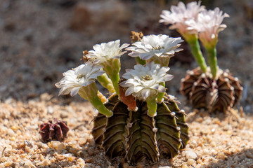 Blooming flowers and unripe seed pods of Gymnocalycium mihanovichii LB2178 Agua Dulce hybrid  cactus