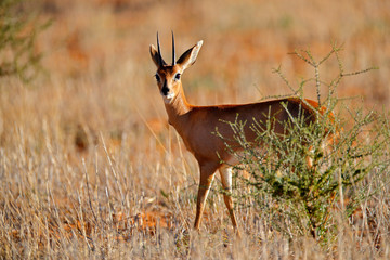 Small antelope Steenbok, Raphicerus campestris, sunset evening light, grassy nature habitat, Kgalagadi, Botswana.  Wildlife scene from nature. Animal on the meadow. Deer in the wild Africa.