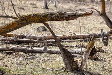 Broken tree in the forest on the nature.