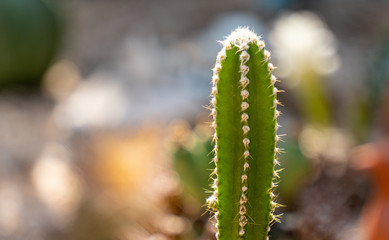 Acanthocereus tetragonus or Fairytale castle is a tall, columnar cactus native to South America