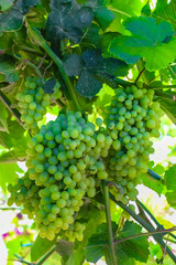 Grapes hanging from the trellises on Qingnian Lu, Turpan, Xinjiang