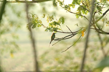 Rainbow Bee-eater sitting on the tree branch in the morning with sunlight