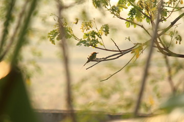 Rainbow Bee-eater sitting on the tree branch in the morning with sunlight