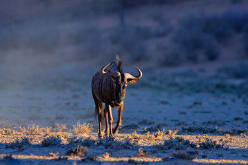 Blue wildebeest, Connochaetes taurinus, on the meadow, big animal in the nature habitat in Botswana, Africa. Wildebeest fight.