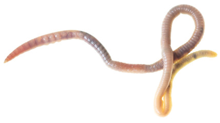 Earthworm on a white background.