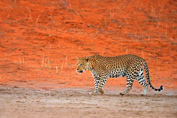 Leopard, Panthera pardus, walking in the red orange sand. Africa leopard in Kgalagadi desert in...