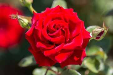 Beautiful red rose in the park