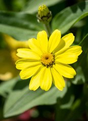 Obraz premium Beautiful yellow flower in the park.