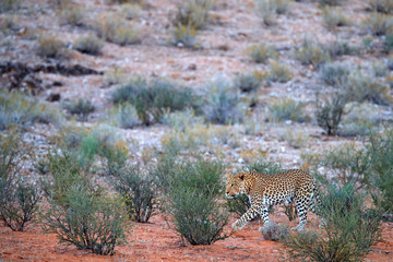 Leopard, Panthera pardus, walking in the red orange sand. Africa leopard in Kgalagadi desert in...