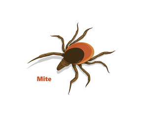 Parasitic mite. Concept of mite danger, disease danger and encephalitis precaution.