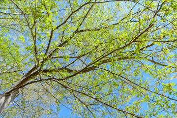 イヌシデの新緑