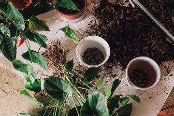 Women's hands are transplanting indoor plants into new pots