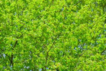 アカシデの新緑