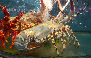 Big lobster swims in an aquarium