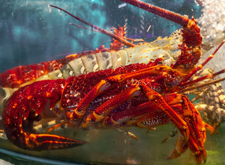 Big lobster swims in an aquarium