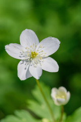 Obraz premium ニリンソウ