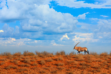 Naklejka premium Oryx gazella, large antelope in nature habitat, Sossusvlei, Namibia. Wild animals in the savannah. Animal with big straight antler horn. Gemsbok with orange pink sand dune evening sunset. Gemsbuck,.